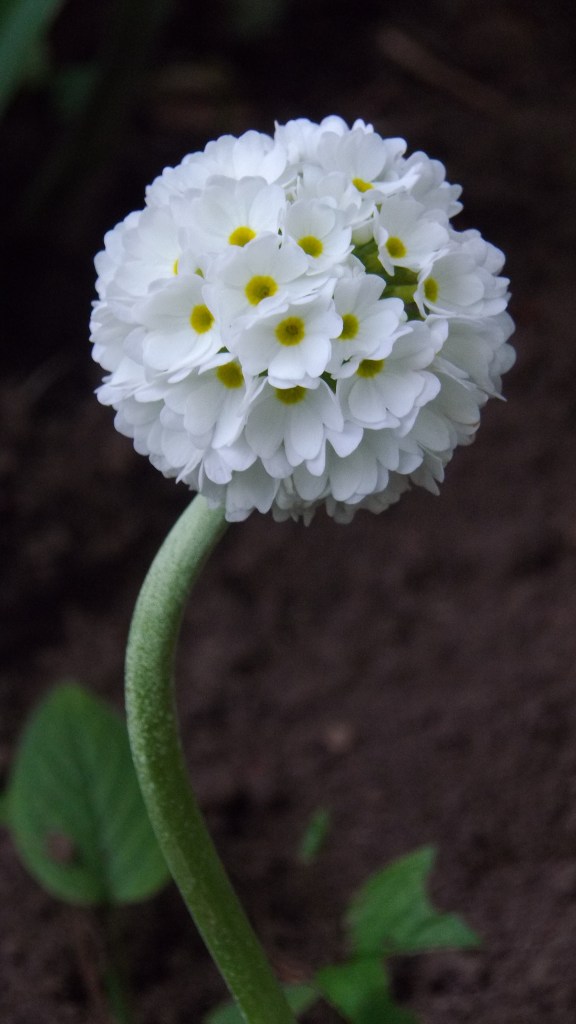 april garden photos 019