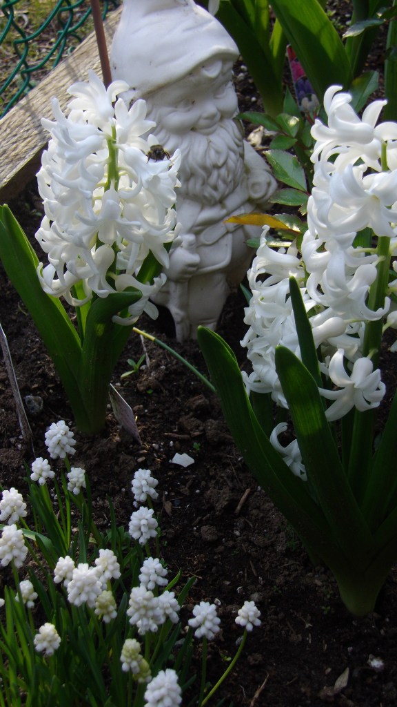 april garden photos 041