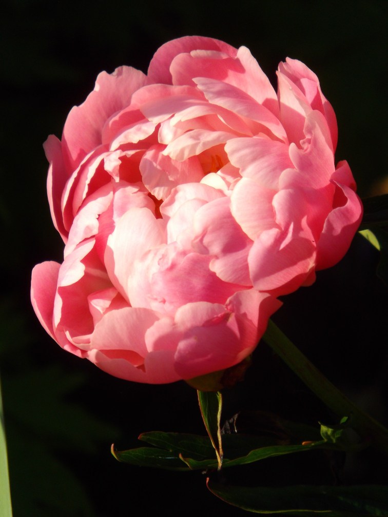 peonies 014b
